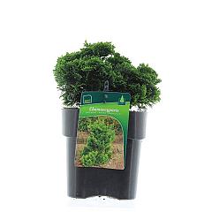 Chamaecyparis o. 'Nana Gracilis'