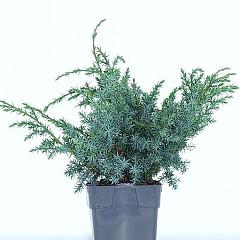 Juniperus chin. 'Blue Alps'
