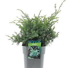 Juniperus chin. 'Blue Alps'