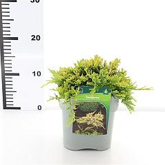 Juniperus hor. 'Golden Carpet'