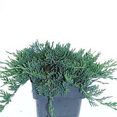 Juniperus hor. 'Wiltonii'