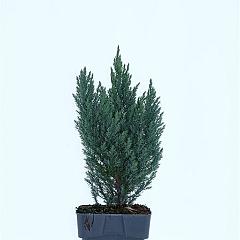 Juniperus med. 'Blue Chiffon'