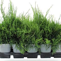 Juniperus pf. 'Mint Julep'