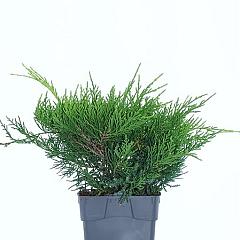 Juniperus pf. 'Old Gold'