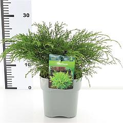 Microbiota decussata