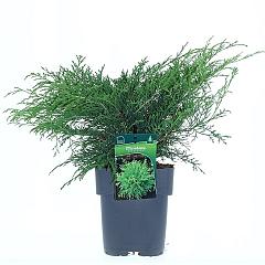 Microbiota decussata