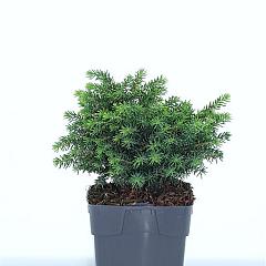 Picea abies 'Little Gem'