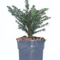 Picea abies 'Nidiformis'