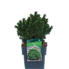 Picea glauca 'Alberta Globe'