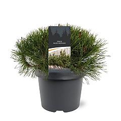 Pinus mugo 'Mughus'