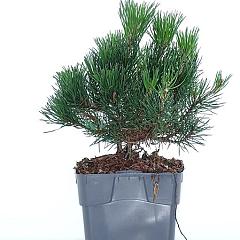 Pinus mugo mugo