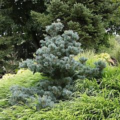 Pinus parviflora 'Negishi'