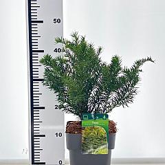 Taxus b. 'Repandens'