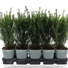 Taxus media 'Groenland'