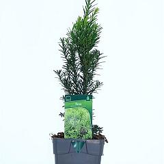 Taxus media 'Hicksii'