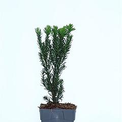 Taxus media 'Hillii'