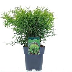 Thuja occ. 'Golden Globe'