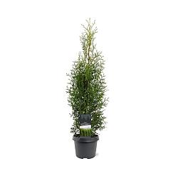 Thuja occ. 'Kobold'