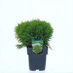Thuja occ. 'Mirjam'