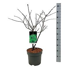 Acer japonicum 'Aconitifolium'