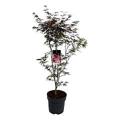 Acer pal. 'Bloodgood'