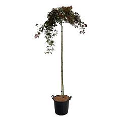 Acer pal. 'Orangeola'