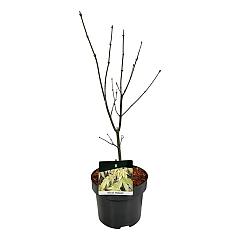 Acer pal. 'Osakazuki'