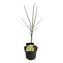 Acer pal. 'Osakazuki'