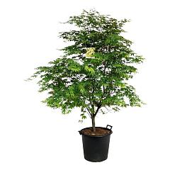 Acer pal. 'Osakazuki'