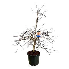 Acer pseudosieboldianum 'Ice Dragon'®