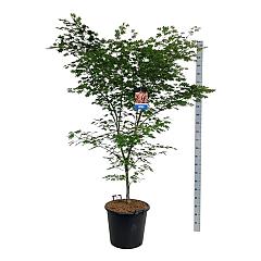 Acer pseudosieboldianum 'North Wind'®