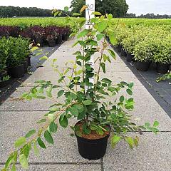 Amelanchier lamarckii