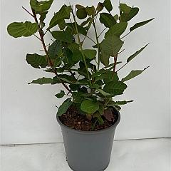Aronia melanocarpa