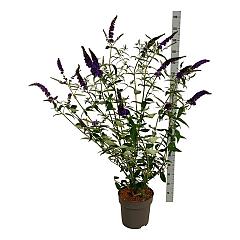 Buddleja d. 'Empire Blue'