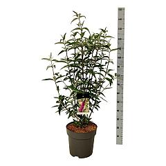 Buddleja d. 'Ile de France'