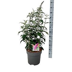 Buddleja d. 'Pink Delight'