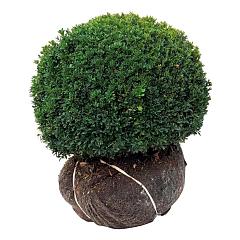 Buxus sempervirens