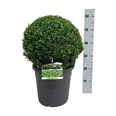 Buxus sempervirens