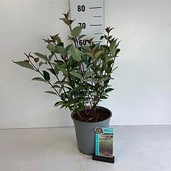 Cornus alba 'Kesselringii'