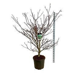 Cornus controversa 'Pagoda'