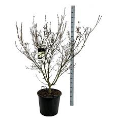 Cornus kousa 'Schmetterling'