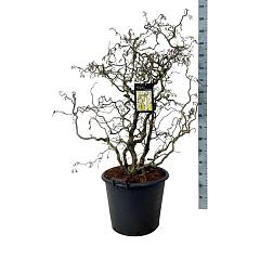 Corylus a. 'Contorta'