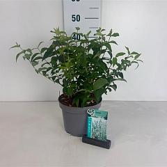 Deutzia scabra 'Plena'