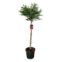 Euonymus alat. 'Compactus'