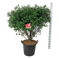 Euonymus alat. 'Compactus'