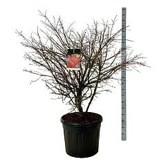 Euonymus alat. 'Compactus'