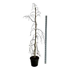 Fagus syl. 'Pendula'