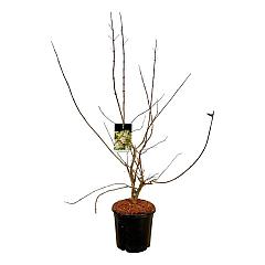 Heptacodium miconioides