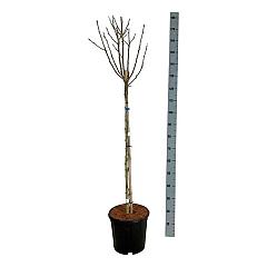 Hibiscus syr. 'Marina'