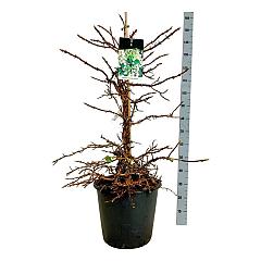 Hydrangea anomala petiolaris